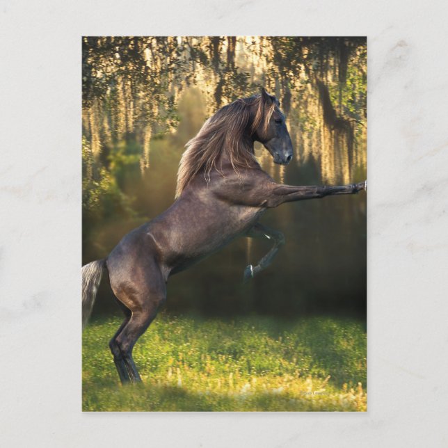 Fantasy Horses: Warrior Prince Postcard (Front)