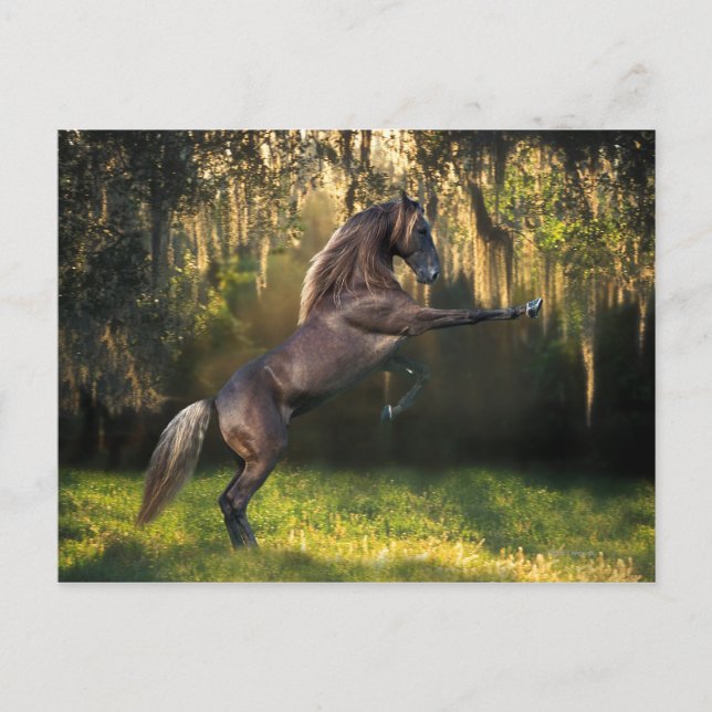 Fantasy Horses: Warrior Prince Postcard (Front)