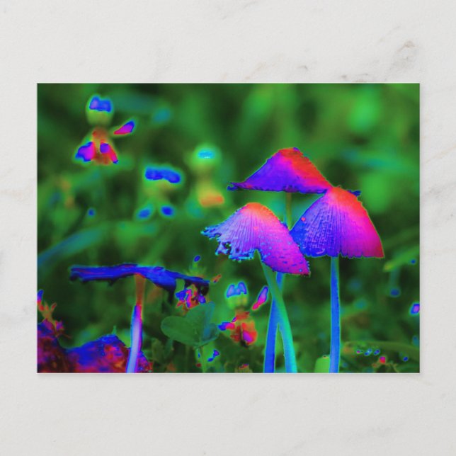 Fantasy Mushrooms Postcard (Front)