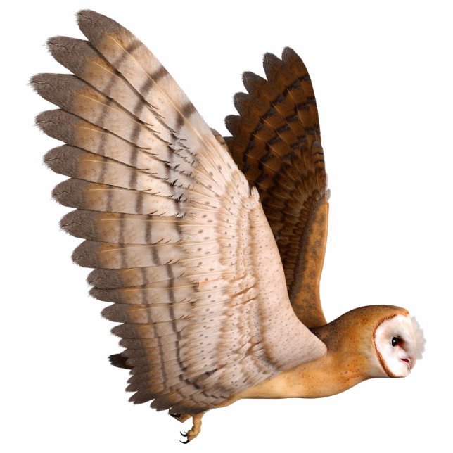 Fantasy Owl Cutout (Front)