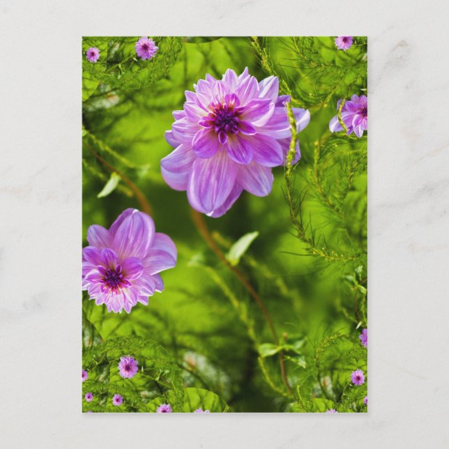 Fantasy Pink Dahlia Postcard (Front)