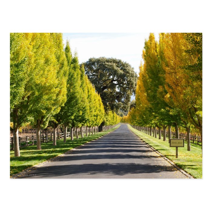 Far Niente Vineyard Entrance Post Card