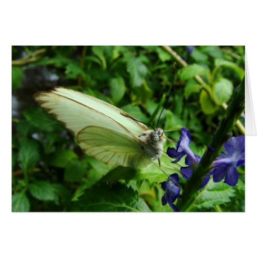 farfalla bianca cards (Front Horizontal)