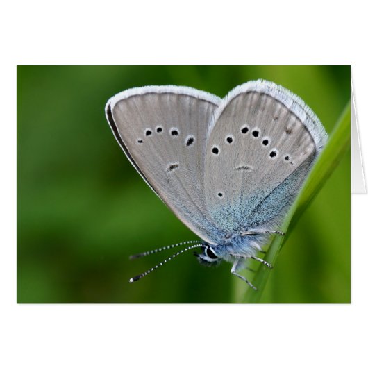 Farfalla Card (Front Horizontal)