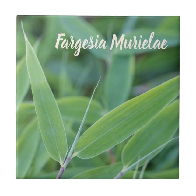 Fargesia murielae Bamboo plant for gardeners gift Ceramic Tile (Front)