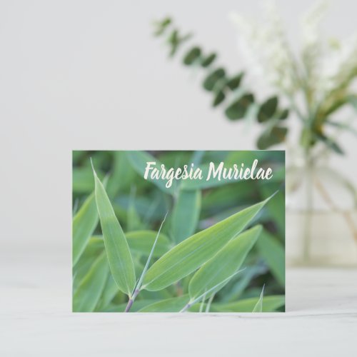 Fargesia murielae Bamboo plant for gardeners gift Holiday Postcard