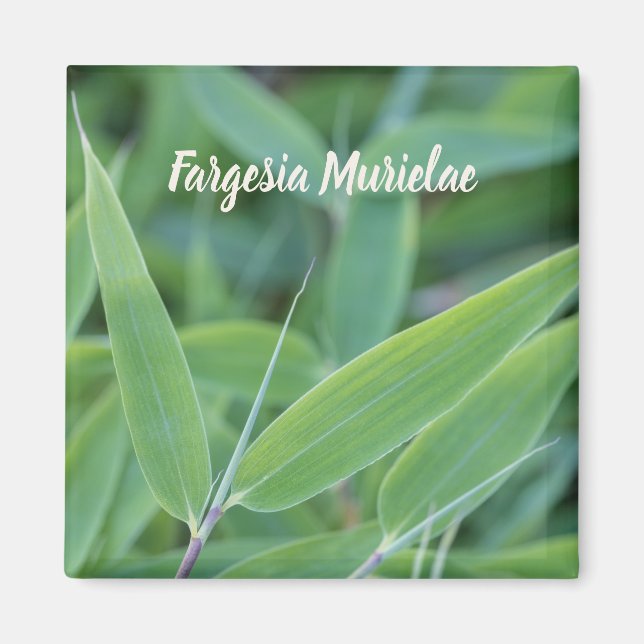 Fargesia murielae Bamboo plant for gardeners gift Magnet (Front)