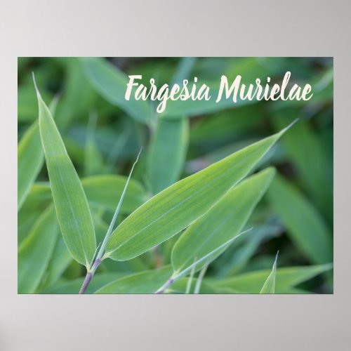 Fargesia murielae Bamboo plant for gardeners gift Poster