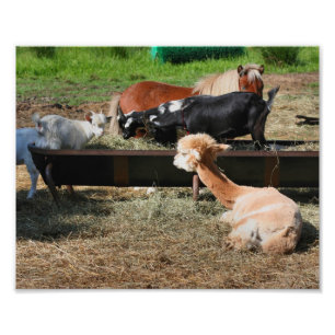 Farm Animal Barnyard Friends Cute 10x8 Photo Print