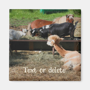 Farm Animal Friends Personalized Magnet