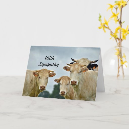 Farm Animal Tan Cows Photo Sympathy Card | Zazzle