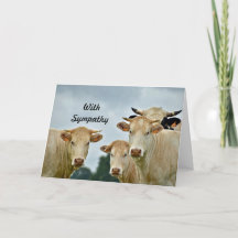 Farm Animal Tan Cows Photo Sympathy