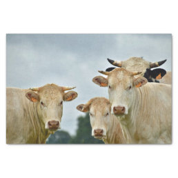 Farm Animal Tan Cows Photo Tissue Paper