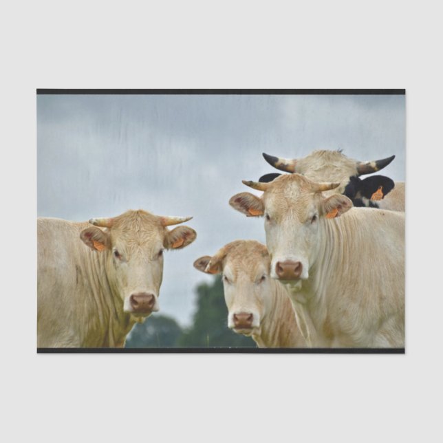 Farm Animal Tan Cows Photo Tissue Paper (Front)