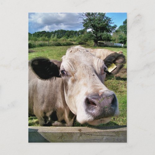 FARM ANIMALS CUTE COW POSTCARD