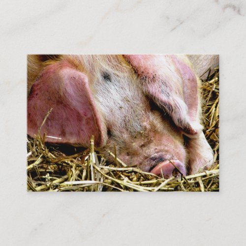 FARM ANIMALS PIGS BUSINESS CARD