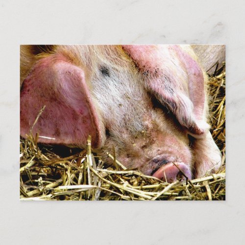 FARM ANIMALS PIGS POSTCARD