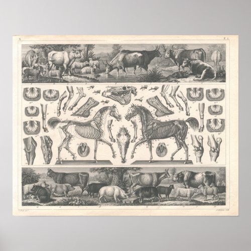 Farm Animals Print 1800s Cows Sheep Horse Pigs