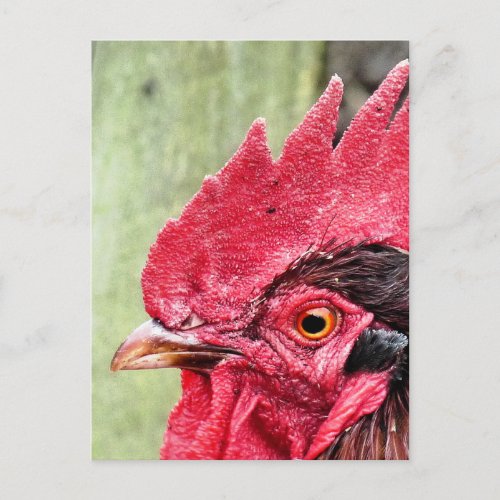 FARM ANIMALS ROOSTER POSTCARD