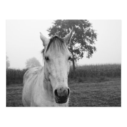 Farm Black and White Animal Photography Horse Postcard