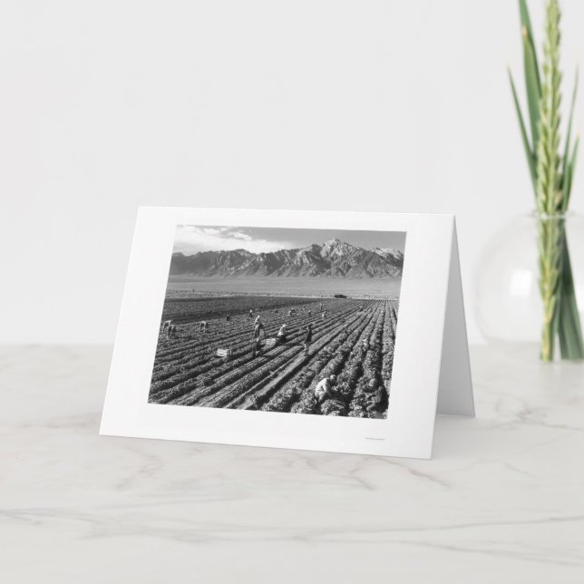 Farm, Farm Workers, Mt. Williamson 1943 Card (Front)