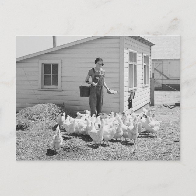 Farm Girl Feeding Chickens, 1936 Postcard (Front)