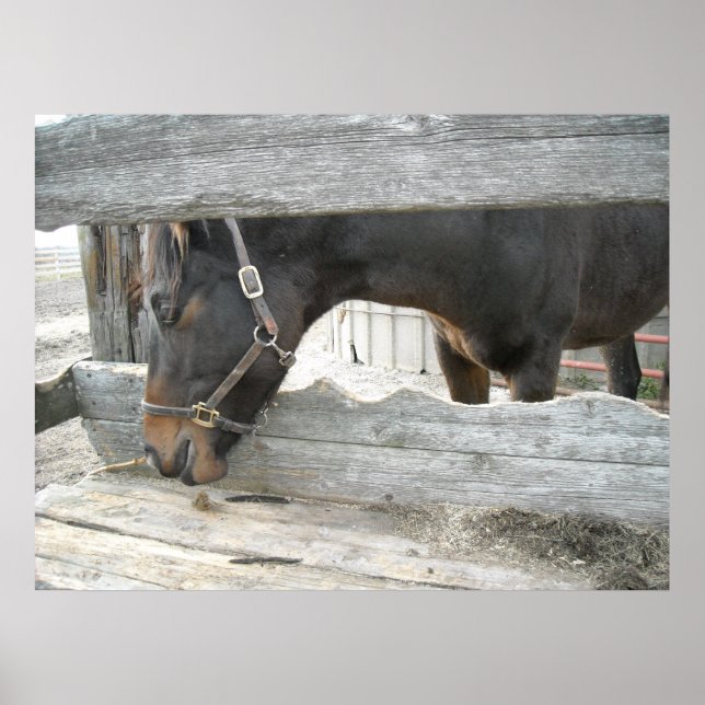 Farm Horse Humor Poster (Front)