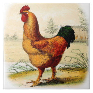 Farm Kitchen Decorative Wall Tile Fancy Rooster