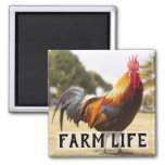 Farm Life Chicken Rooster Farmer&#39;s Market Magnet at Zazzle