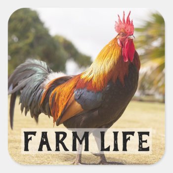 Farm Life Chickens Roosters Farmer's Market Square Sticker by CountryWeddings at Zazzle