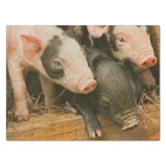 Farm Piglets Tissue Paper