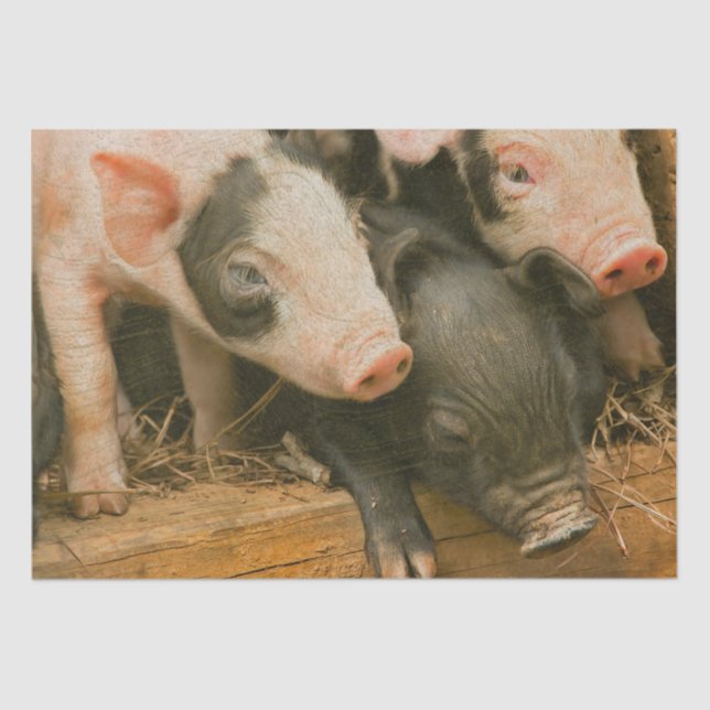 Farm Piglets Tissue Paper (Front)