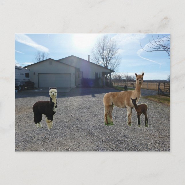 Farm Postcard (Front)