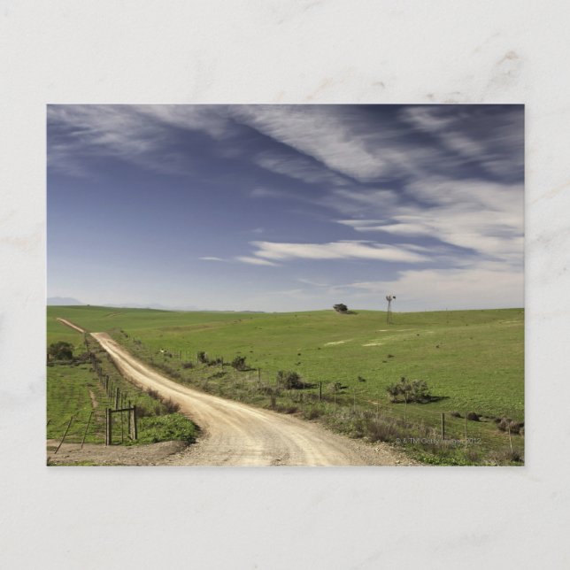 Farm road twining between wheat fields, Caledon, Postcard (Front)