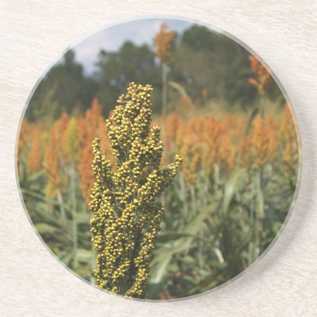 Farm Series--Sorghum Field--Coaster Drink Coaster (Front)