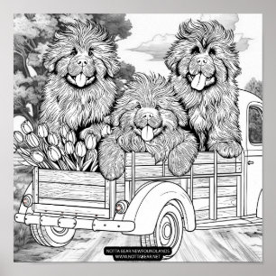 Farm truck Newfoundland Puppies with tulips Poster