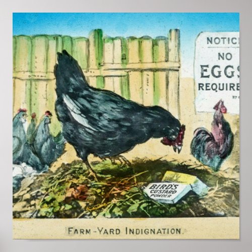 Farm Yard Indignation Vintage Custard Ad 1900 Poster
