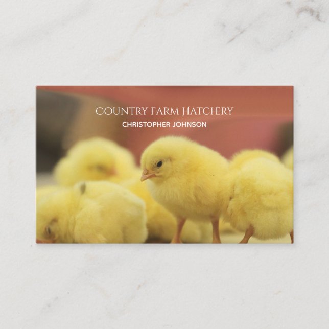 Farm Young Chicken Egg Hatchery Personalized Business Card (Front)