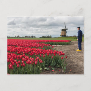 Farmer inspecting his tulips and windmill postcard
