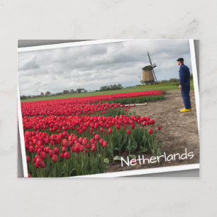 Farmer inspecting his tulips and windmill postcard