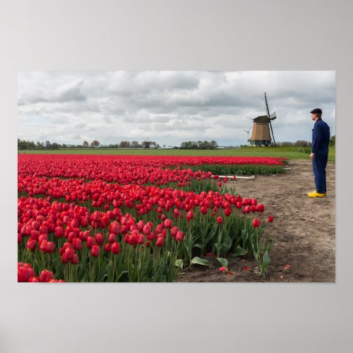 Farmer inspecting his tulips and windmill poster