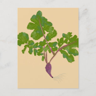 Farmer Radish Turnips Plants Gardening Postcard