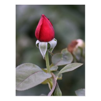 Farmers Branch Rose Gardens: Newly Bloomed Red Bud Post Card