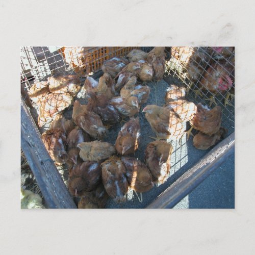 Farmers market Louans Bresse  chicks Postcard