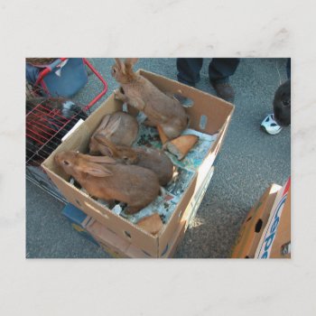 Farmer's Market  Louans  Bresse  Rabbits Postcard by Franceimages at Zazzle