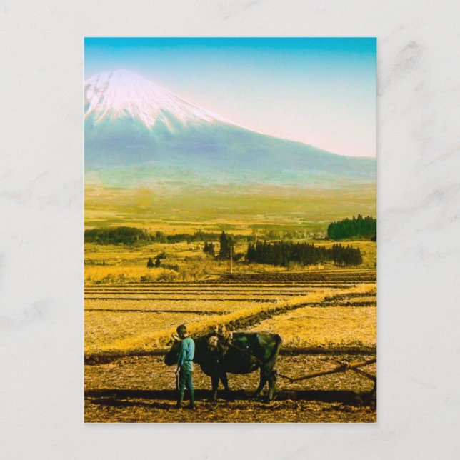 Farmers Oxen Plowing Field in Shadow of Mt. Fuji Postcard (Front)