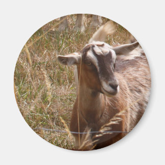 Farming goats magnet