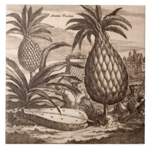 Farming Large Pineapples, illustration from a desc Tile