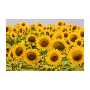 Farms A Sunflower Field Acrylic Print
