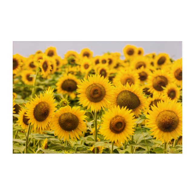 Farms | A Sunflower Field Acrylic Print (Front)
